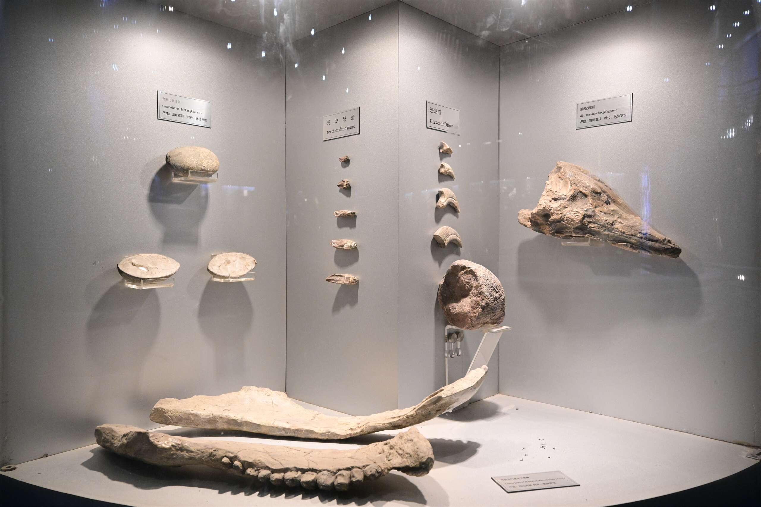 The National Natural History Museum of China is coming 