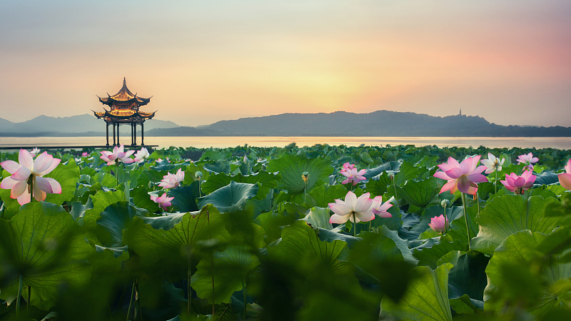 Lotuses bloom at the West Lake in Hangzhou, Zhejiang Province. /CFP
