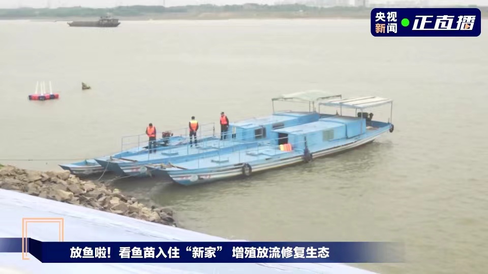 A department of fisheries releases more than 2 million fish fry into Ganjiang River in east China's Jiangxi Province on June 6, 2023. 