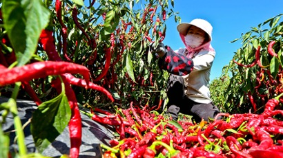 A farmer picks red chili peppers in Wenchang, Hainan Province. /Photo provided to CGTN