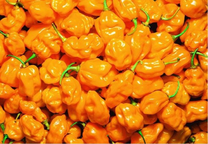 Lantern peppers harvested in Wenchang, Hainan Province /Photo provided to CGTN