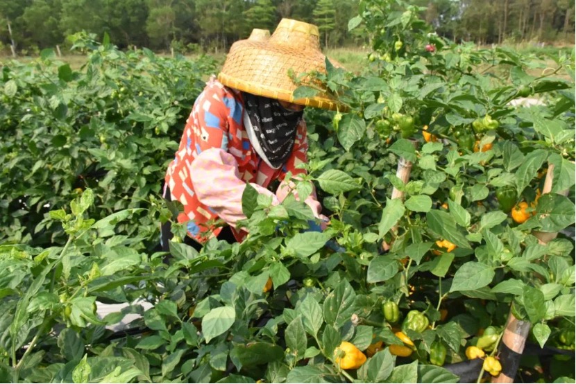 A farmer picks lantern peppers in Wenchang, Hainan Province. /Photo provided to CGTN