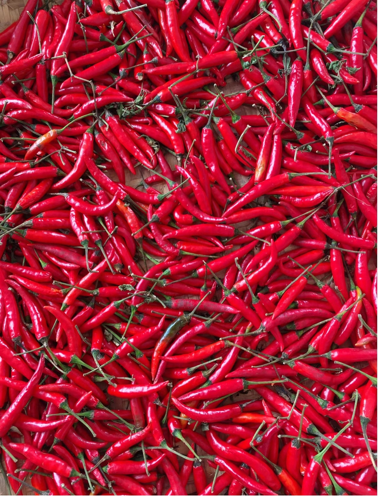 Red chili peppers harvested in Wenchang, Hainan Province /Photo provided to CGTN