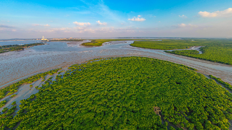 Hainan's thriving mangroves underscore growing conservation efforts - CGTN