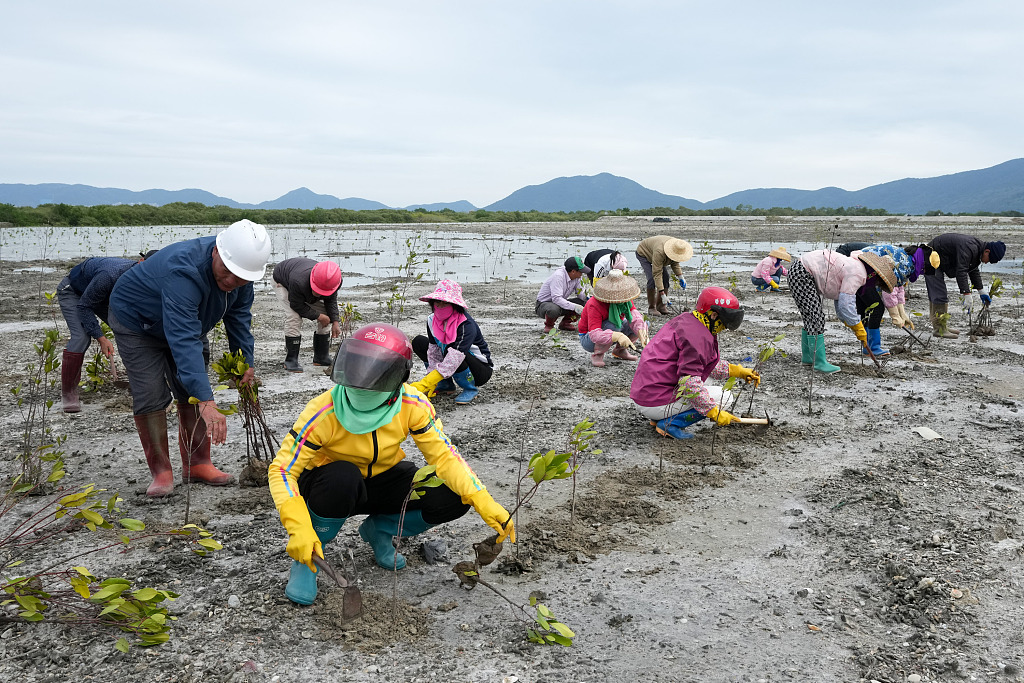 People plant mangrove saplings on the wetland in Lingshui Li Autonomous County, south China's Hainan Province, February 24, 2022. /CFP