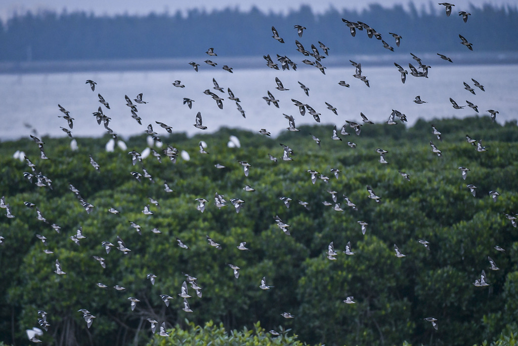 Birds fly through the mangrove forest in south China's Hainan Province, December 13, 2022. /CFP