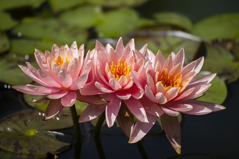 Lotuses enter their blooming season in summer at the Daguan Pavilion Park in Kunming, Yunnan Province. /CFP