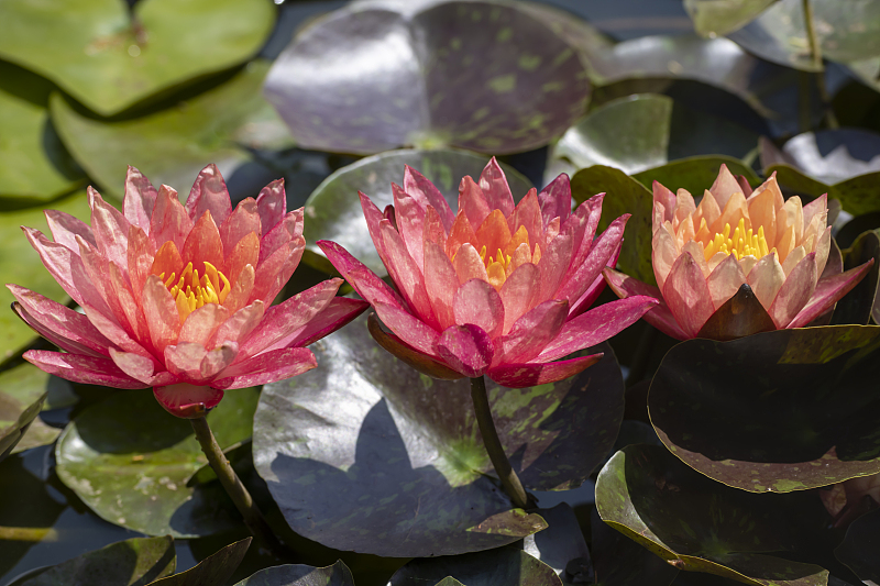 Lotuses are photographed at the Daguan Pavilion Park, a botanical garden rich in various plants in Kunming, Yunnan Province. /CFP