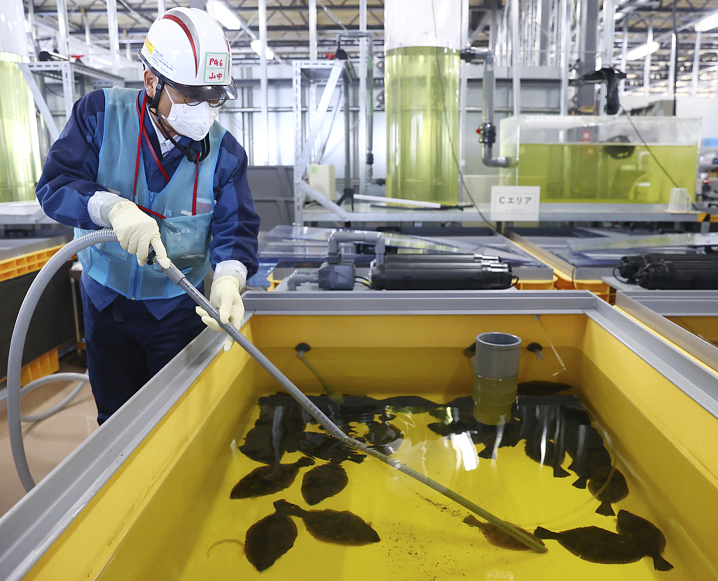 A school of flounder is farmed in a treated water tank of Fukushima No. 1 Nuclear Power Plant in Okuma Town, Fukushima Prefecture, Japan, January 31, 2023. /CFP