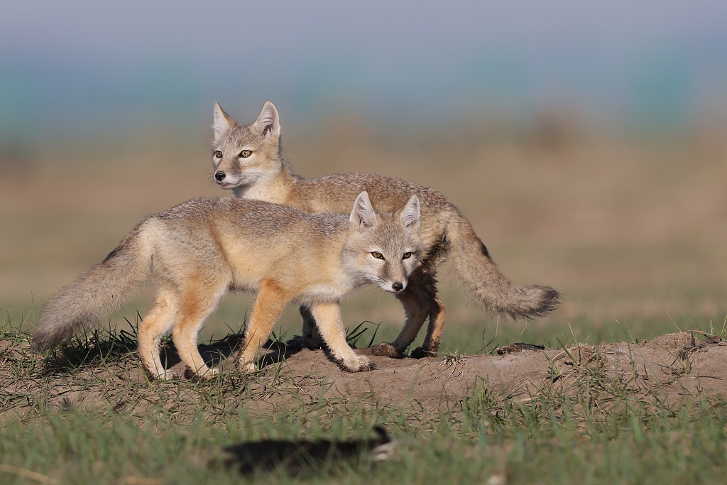 A pair of young corsac foxes is seen playing happily on a prairie in the city of Zhangjiakou, north China's Hebei Province on June 3, 2023. /CFP