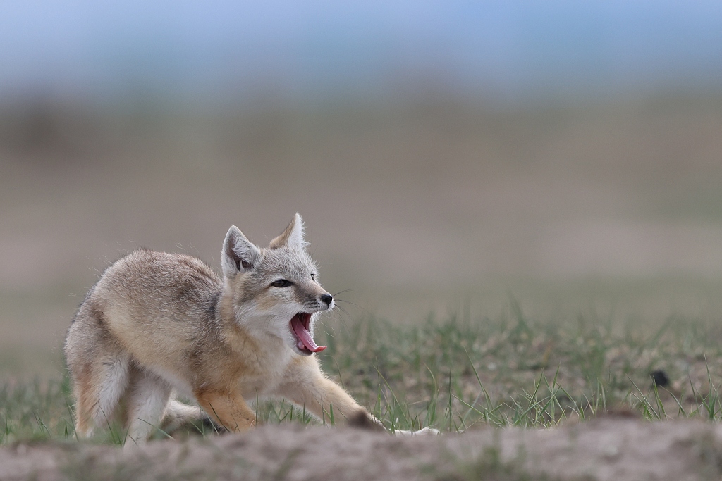 A baby corsac fox is seen playing happily on a prairie in the city of Zhangjiakou, north China's Hebei Province on June 3, 2023. /CFP