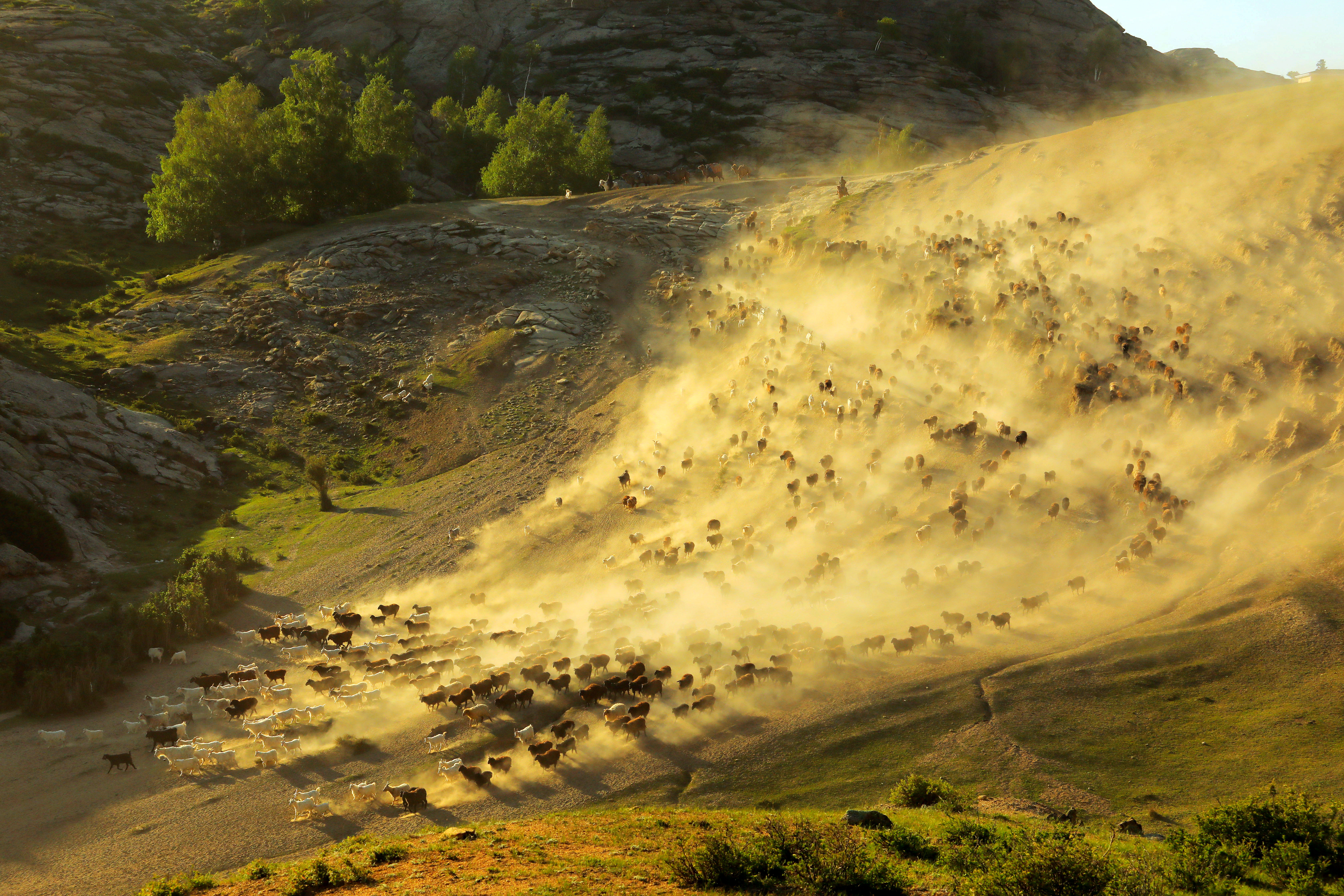 Flocks of sheep and cattle move to a new grazing area arranged for them this summer in Fuhai County of Altay, Xinjiang on June 6, 2023. /CFP