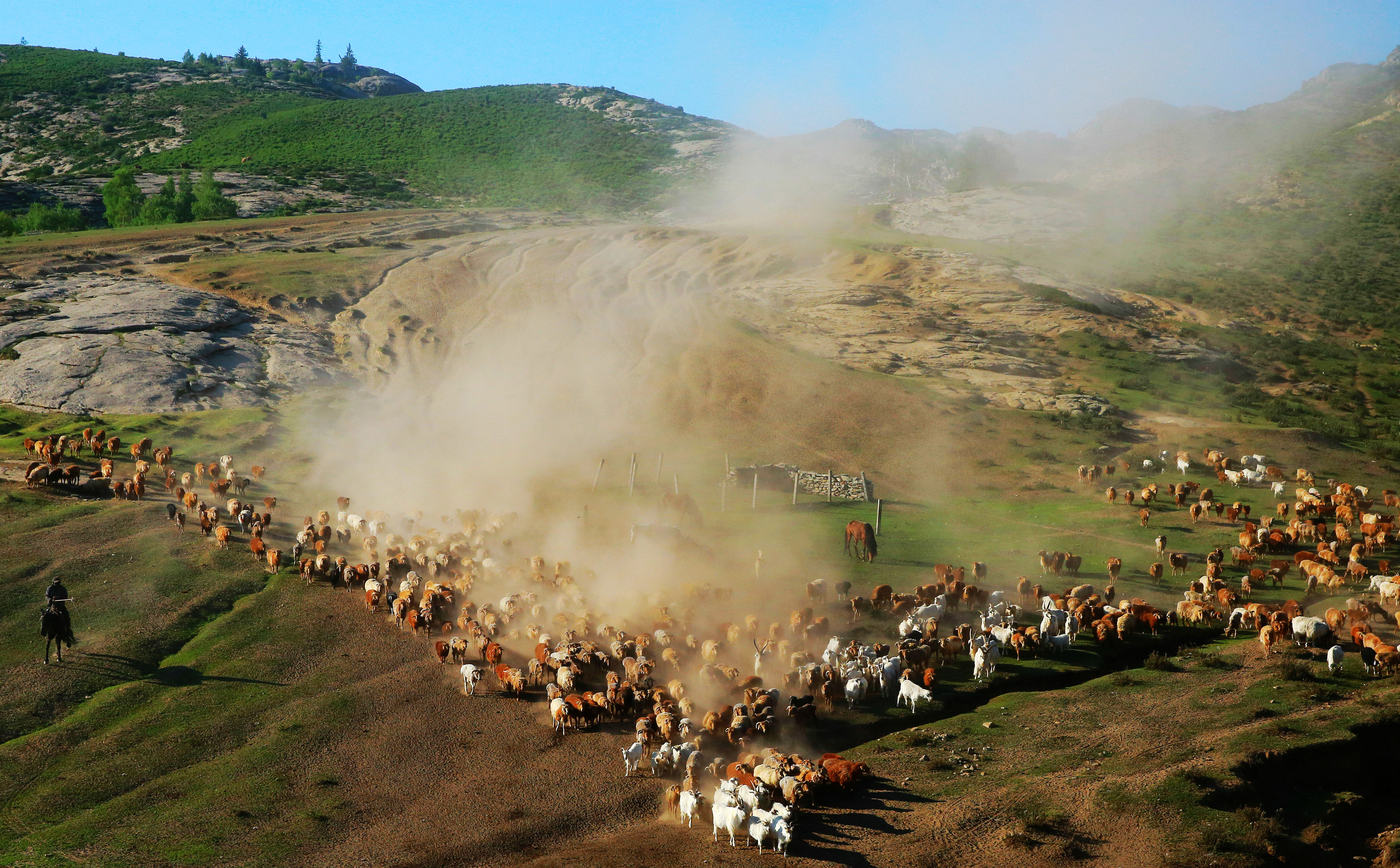 Flocks of sheep and cattle move to a new grazing area arranged for them this summer in Fuhai County of Altay, Xinjiang on June 6, 2023. /CFP