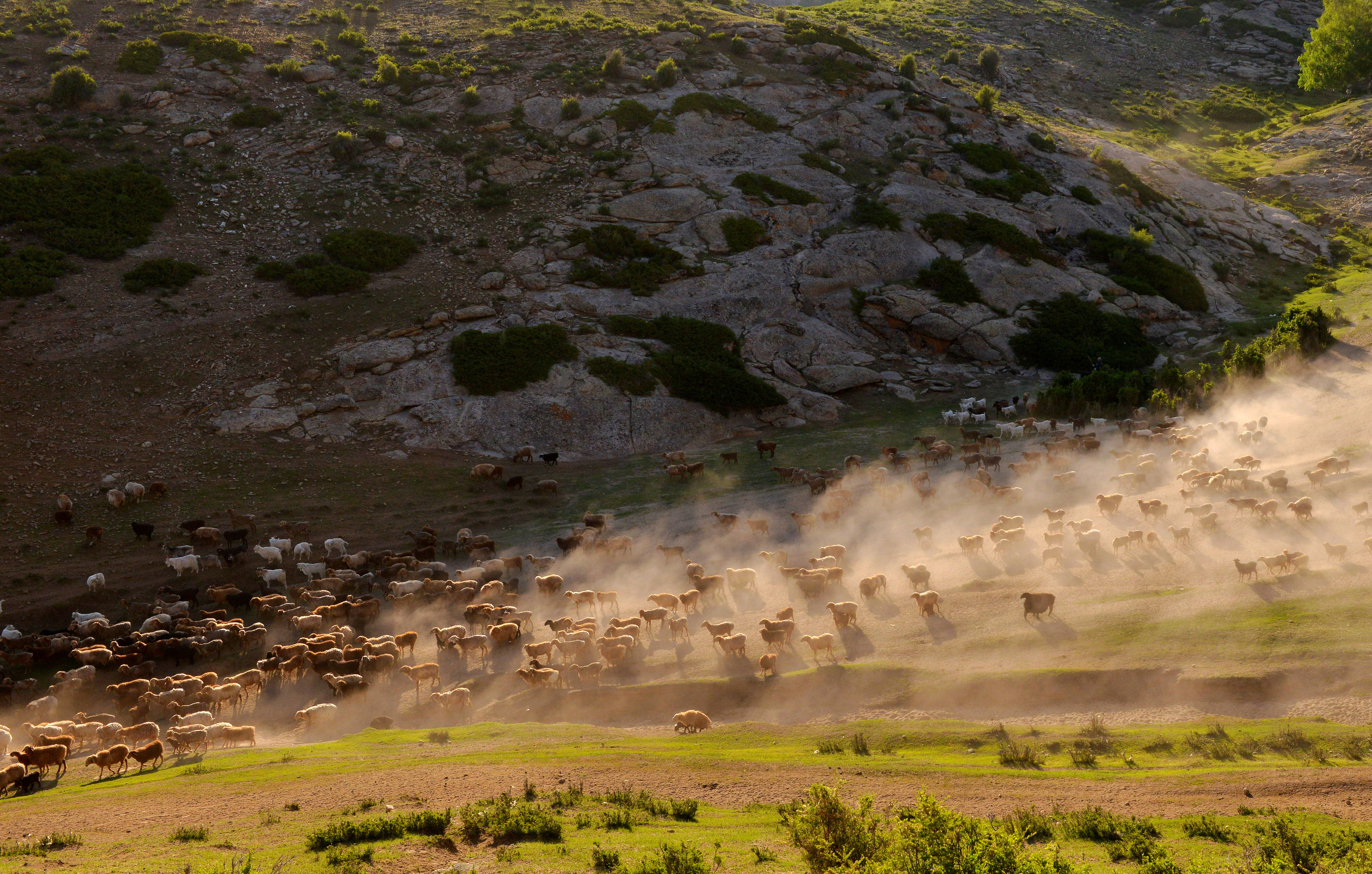 Flocks of sheep and cattle move to a new grazing area arranged for them this summer in Fuhai County of Altay, Xinjiang on June 6, 2023. /CFP