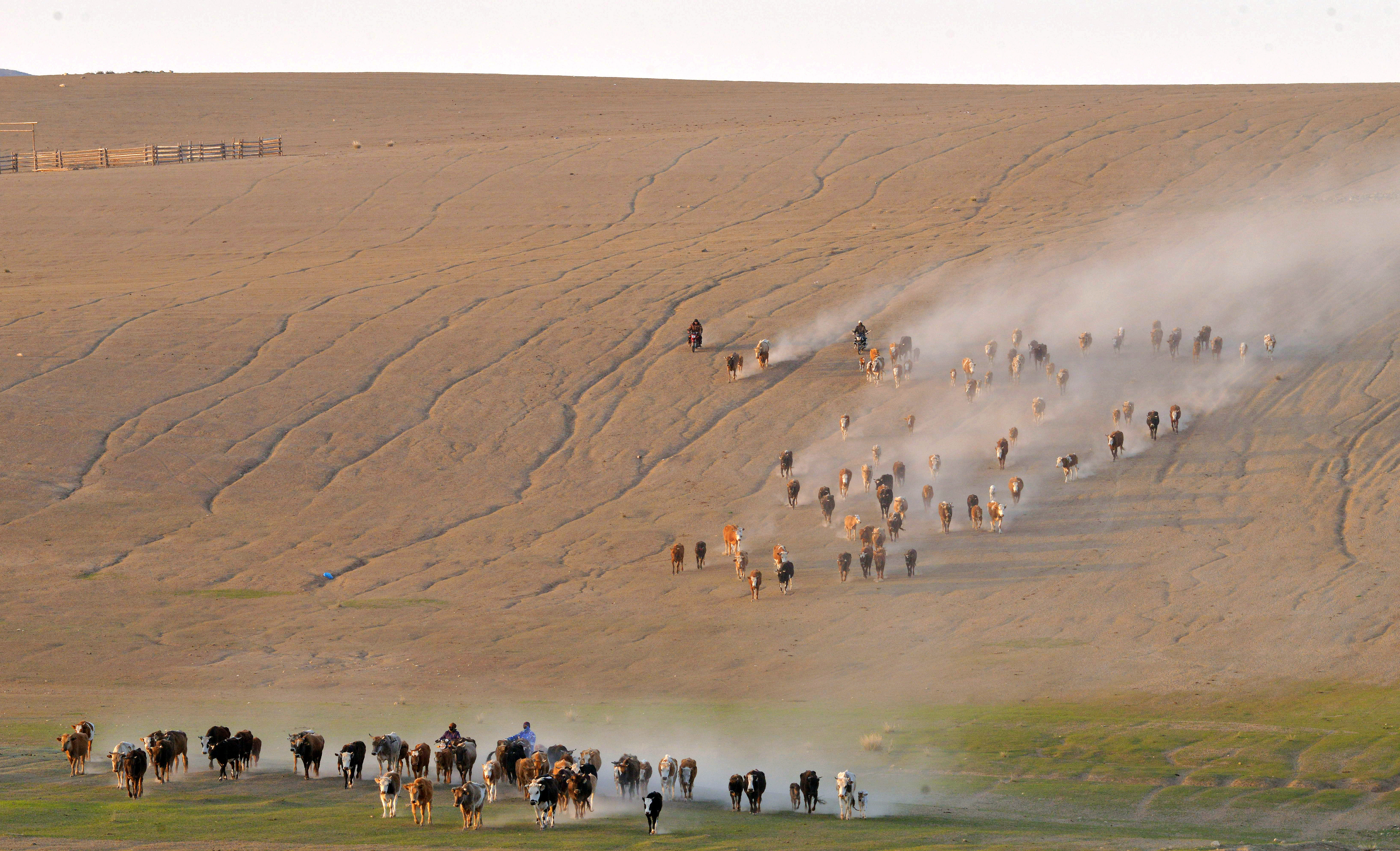 Flocks of sheep and cattle move to a new grazing area arranged for them this summer in Fuhai County of Altay, Xinjiang on June 6, 2023. /CFP