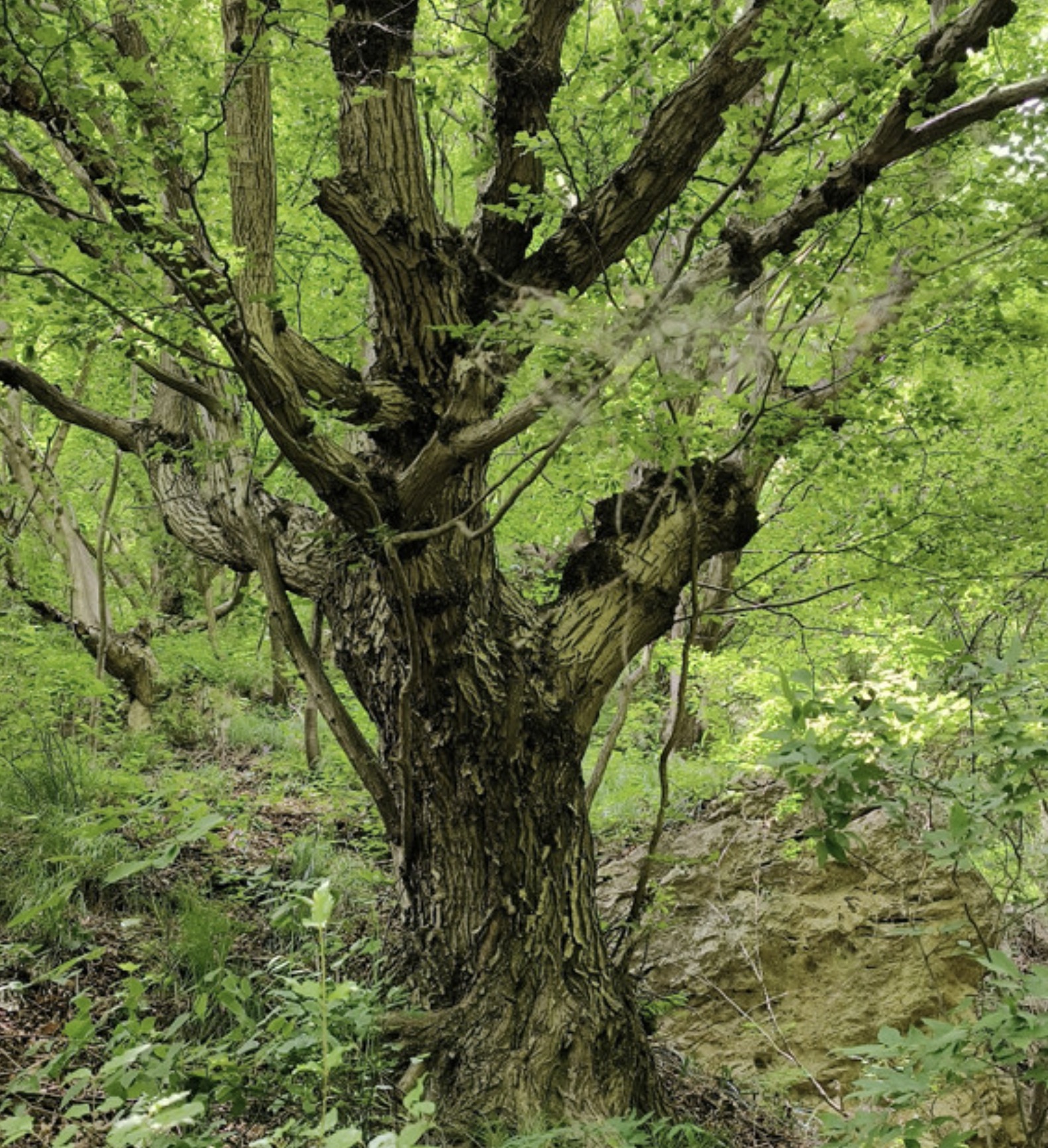 Large group of ancient trees older than 200 years found in Hebei