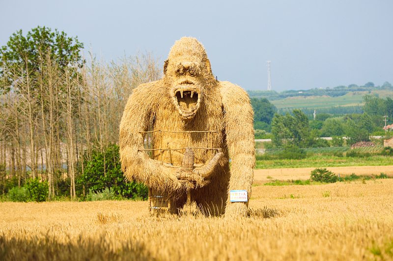 A gorilla-shaped wheat sculpture is on display in Rizhao, Shandong Province, June 6, 2023. /CFP