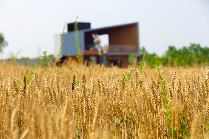A view of wheat in Rizhao, Shandong Province on June 6, 2023 /CFP
