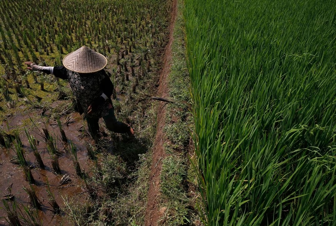 A farmer clears weeds from his crop in a rice paddy field near Subang, Indonesia's West Java province, May 27, 2014. /Reuters 