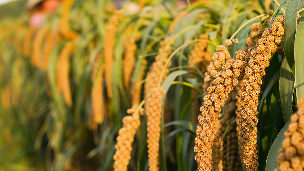 Farmers harvest millet in Zouping city, east China's Shandong Province, September 2, 2022. /CFP