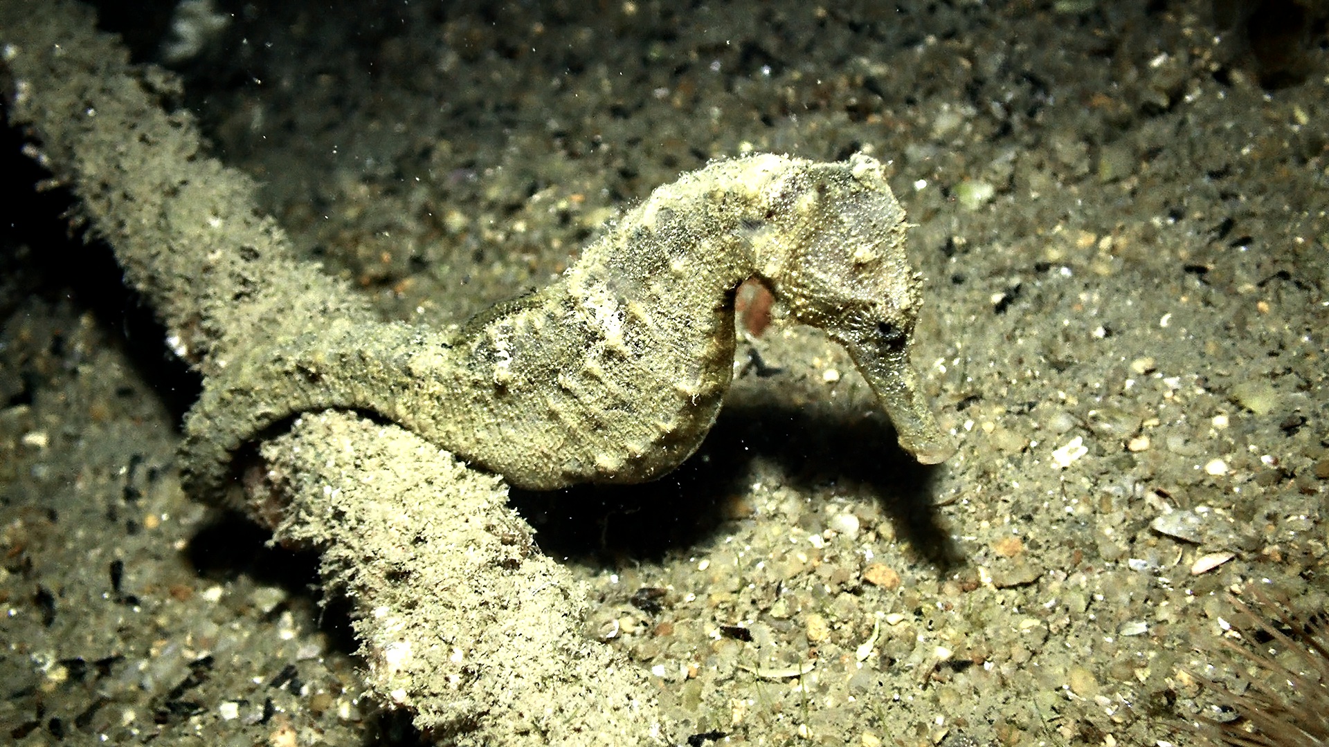 Greater Bay Area Series | Episode 10: Fish at the bay