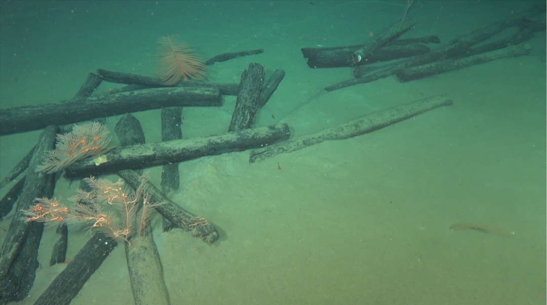 Wooden logs found at a shipwreck site in the South China Sea. /NCHA