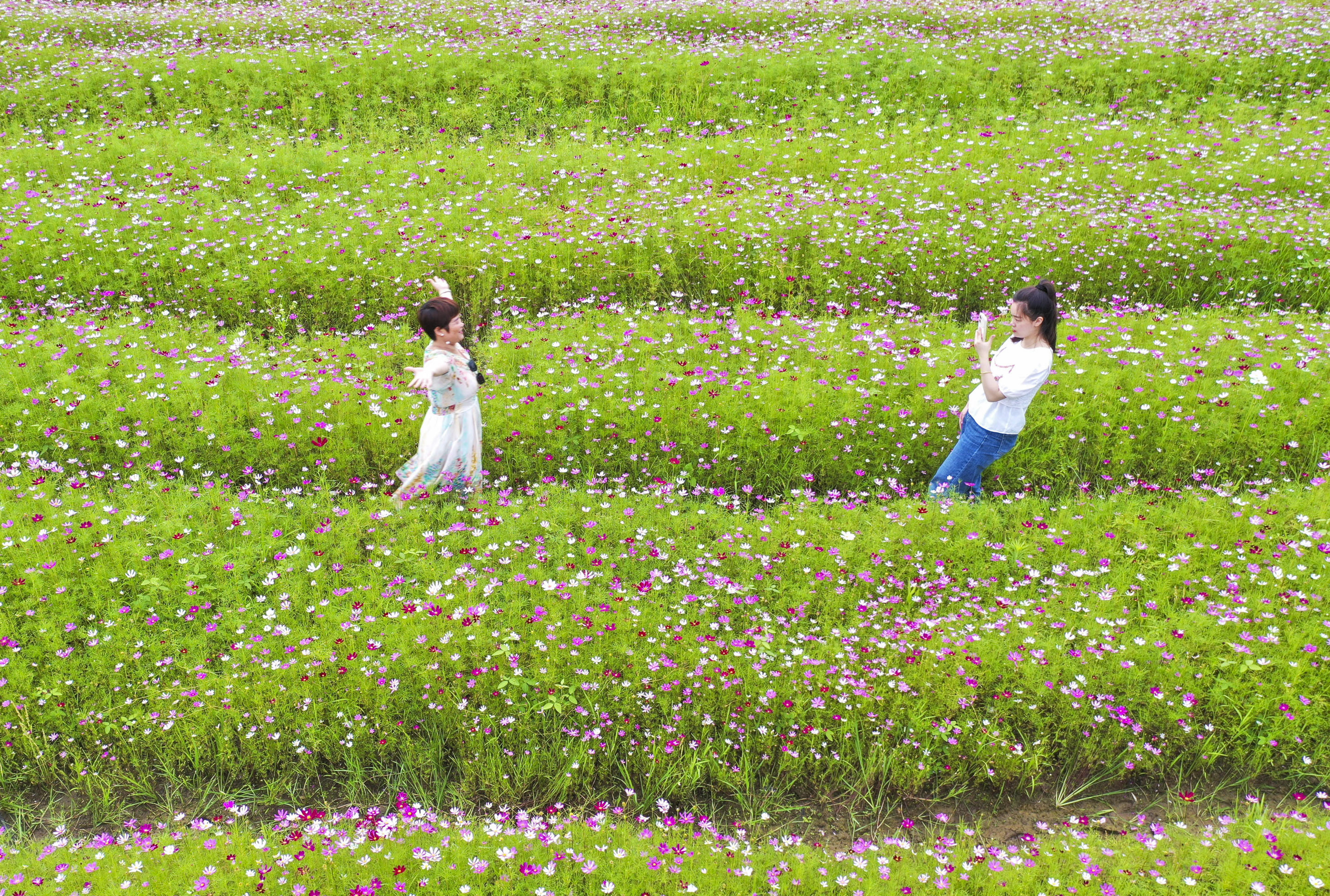 Tourists revel in a sea of galsang flowers in Changning, central China's Hunan, on June 4, 2023. /CNSPhoto