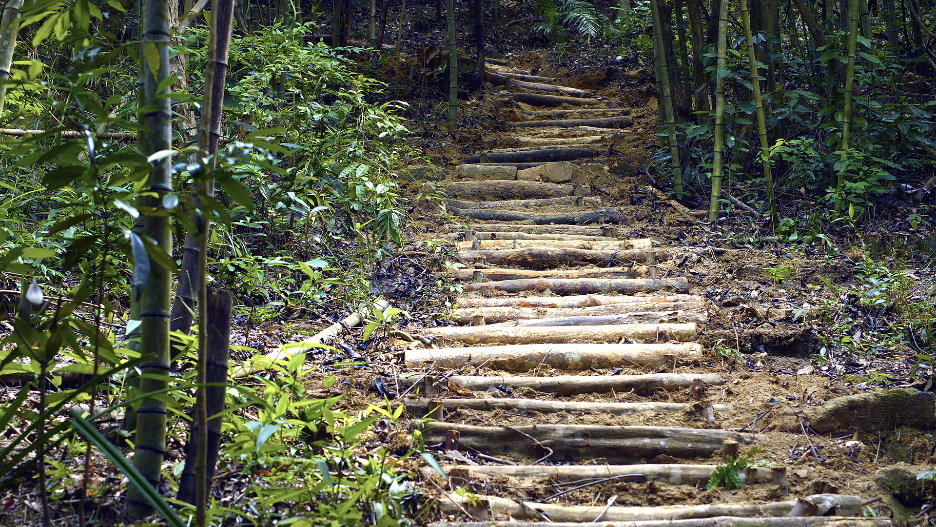 Greater Bay Area Series | Episode 11: Handmade hiking trail