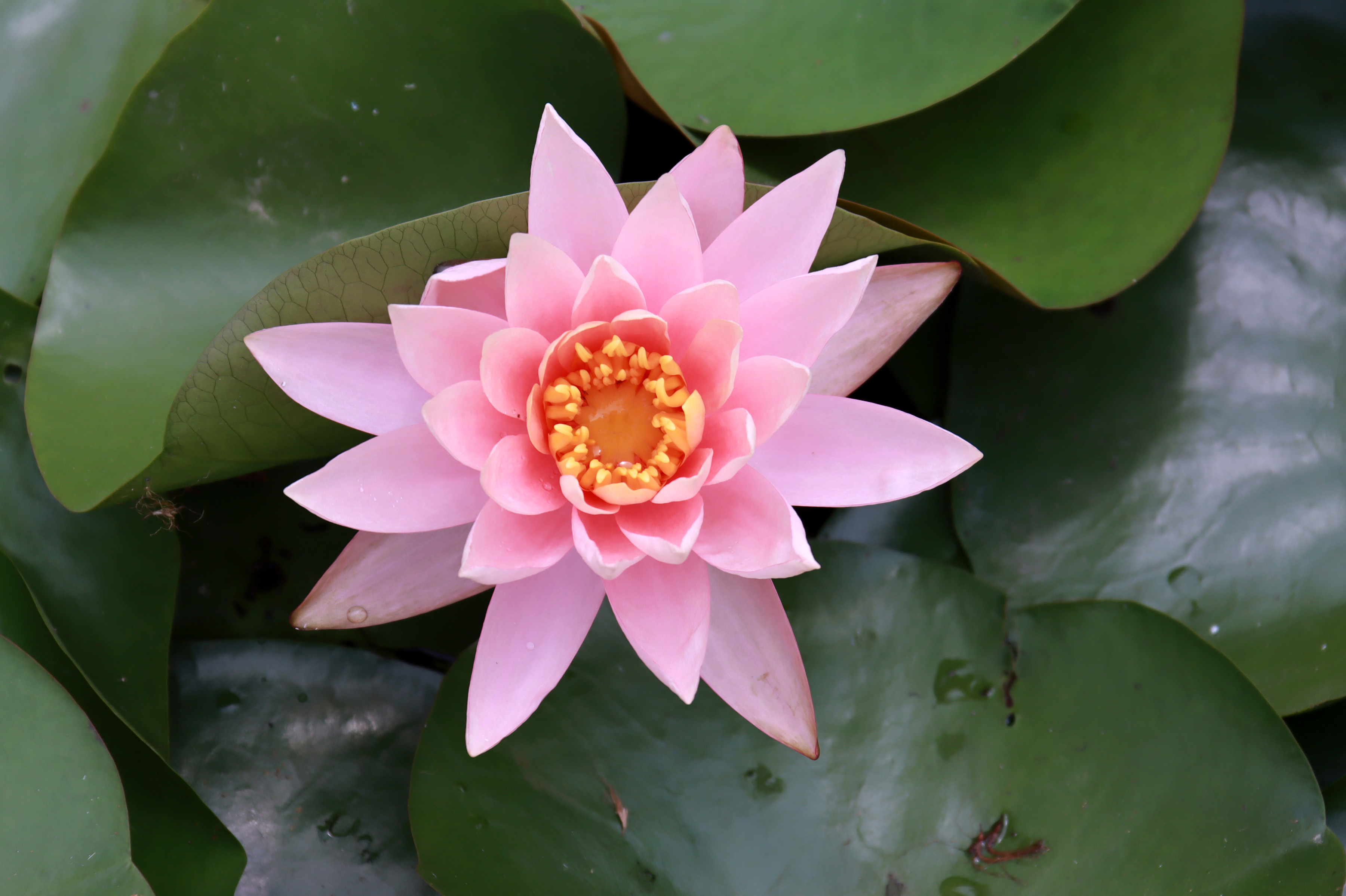 Water lilies planted in the Lotus Garden are in full bloom in Changzhou, Jiangsu, on June 4, 2023. /CNSPhoto