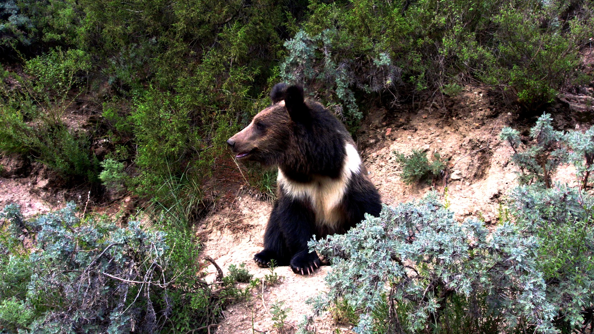 Tibetan bear. /CGTN Nature