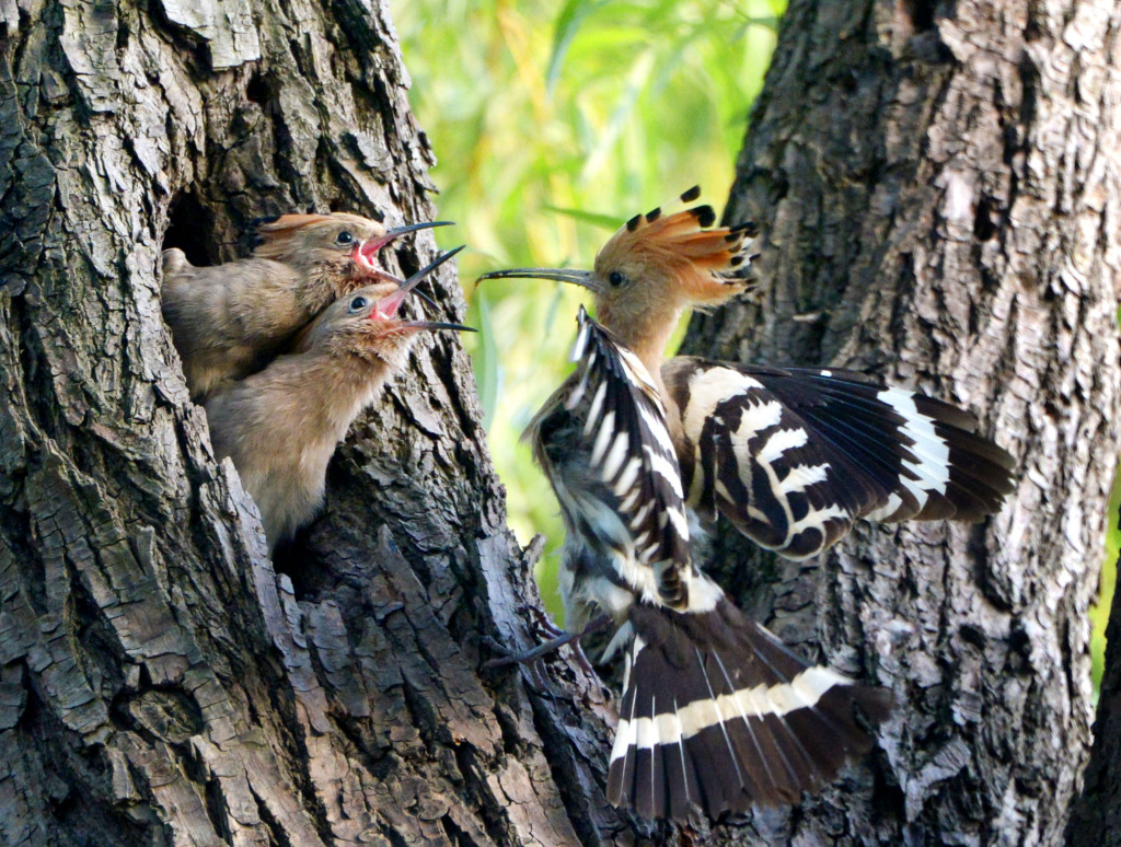 A hoopoe parent is busy feeding its chicks at a park in Shanghai, June 6, 2023. /CFP