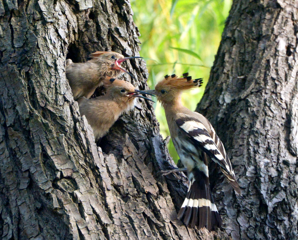 A hoopoe parent is busy feeding its chicks at a park in Shanghai, June 6, 2023. /CFP