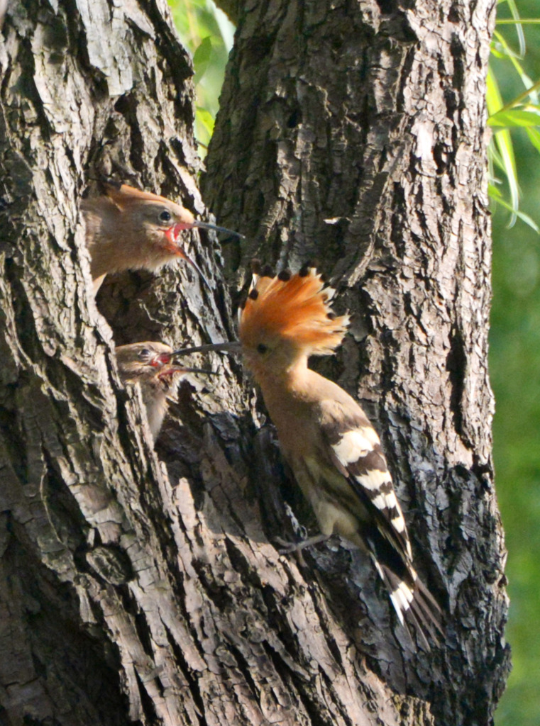 A hoopoe parent is busy feeding its chicks at a park in Shanghai, June 6, 2023. /CFP