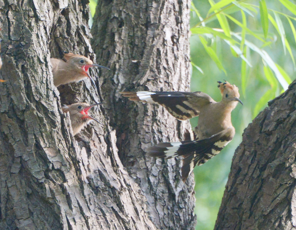 A hoopoe parent is busy feeding its chicks at a park in Shanghai, June 6, 2023. /CFP