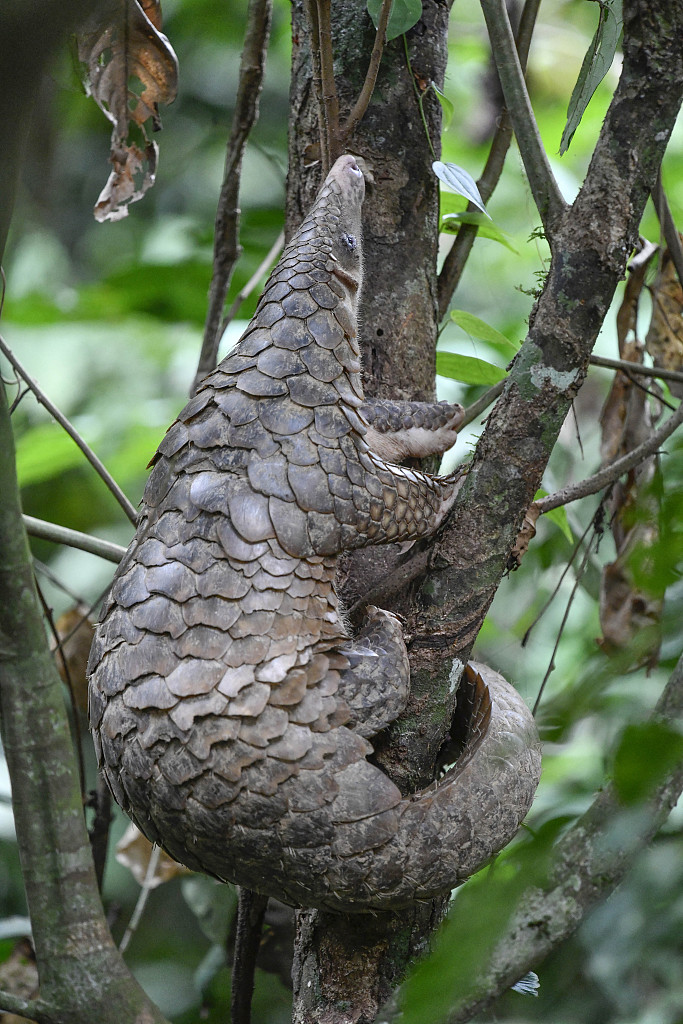 A Malayan pangolin is pictured in Danum Valley Conservation Area, on August 5, 2019 in Malaysia. /CFP