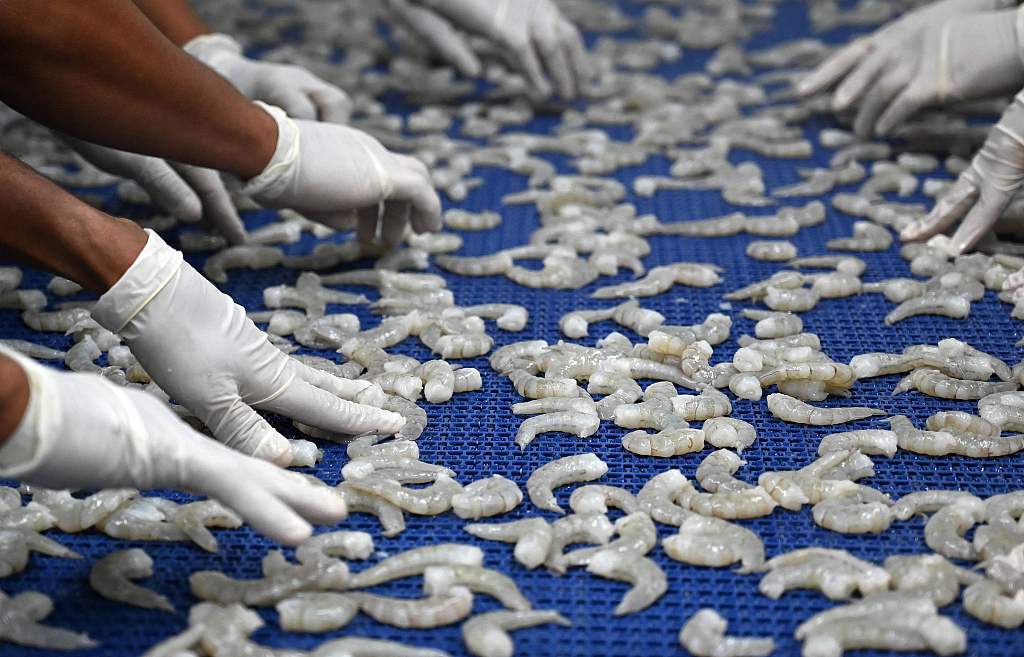 This file photo shows workers sorting whiteleg shrimps during a freezing process before their exportation in Choluteca, Honduras. /CFP