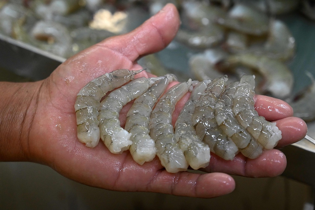 This file photo shows a worker holding whiteleg shrimps freshly harvested in Choluteca, Honduras. /CFP