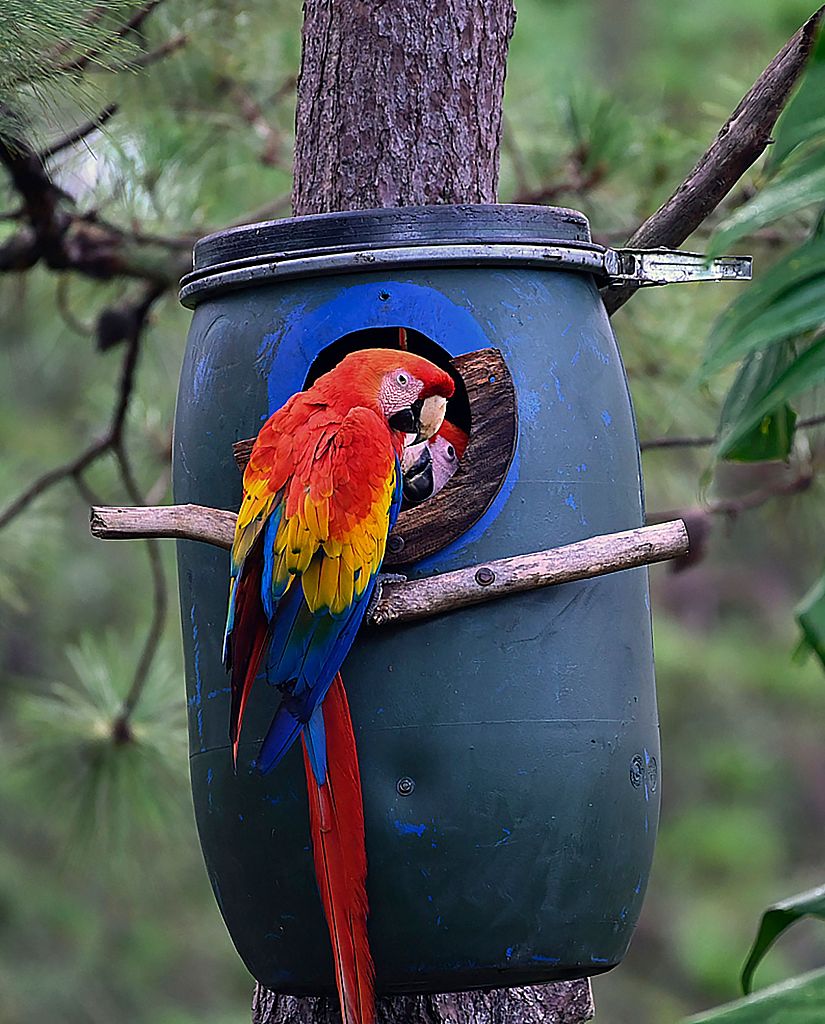 A scarlet macaw tends to its two chicks in an artificial nest set in a tree in the Honduran municipality of Gracias, June 9, 2021. /CFP