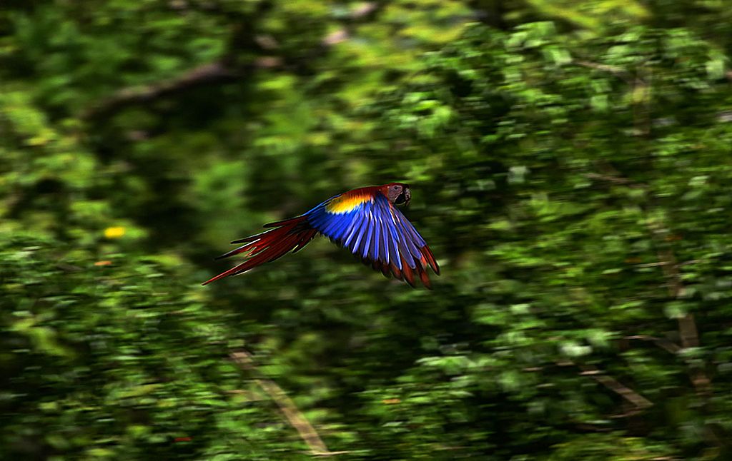 A scarlet macaw flies over forests in the Celaque National Park in the Honduran municipality of Gracias, June 9, 2021. /CFP