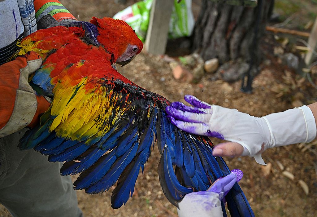 A scarlet macaw is treated at the Celaque National Park in the Honduran municipality of Gracias, June 9, 2021. /CFP 