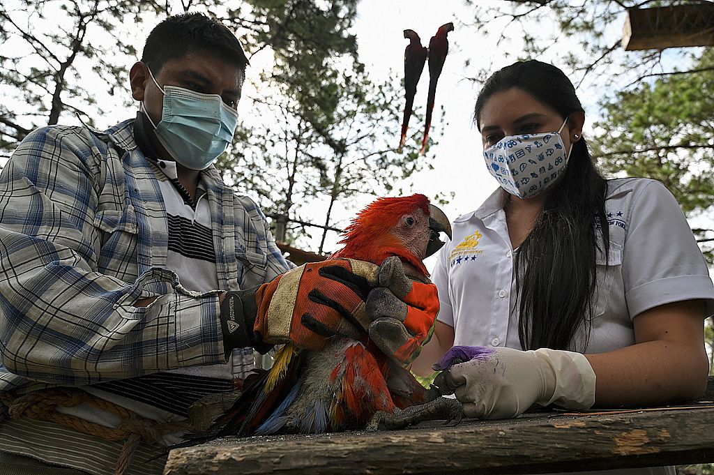 Karina Escalante (right), coordinator of Protected Areas and Wildlife, treats a scarlet macaw at the Celaque National Park in the Honduran municipality of Gracias, June 9, 2021. /CFP 