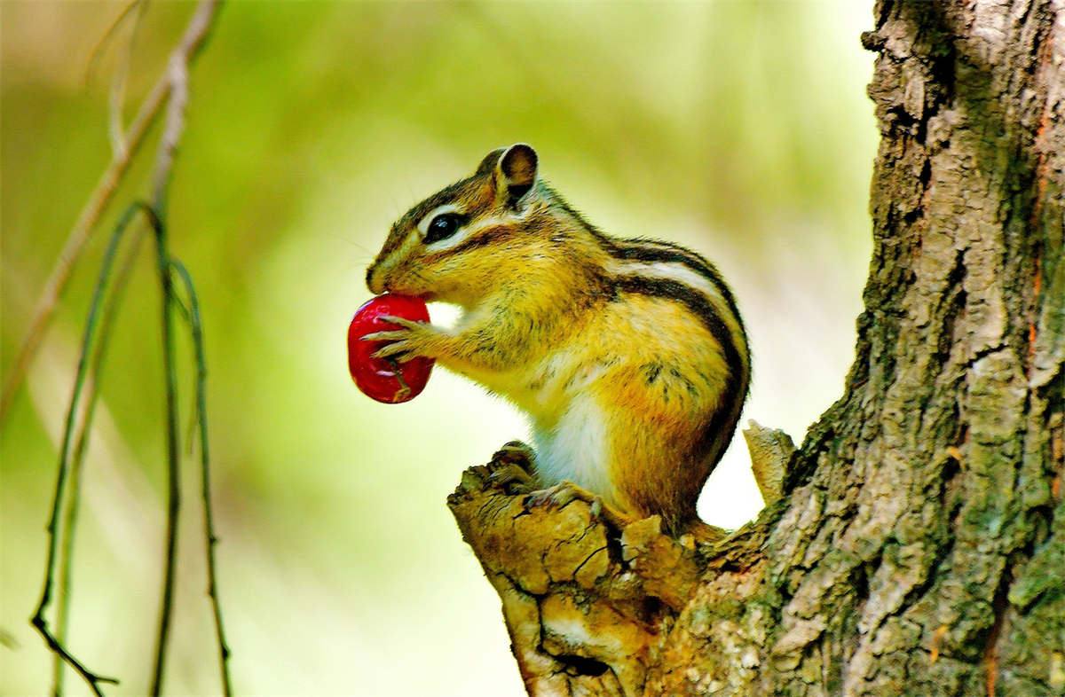 A little chipmunk enjoys a berry at Beiling Park in Shenyang, Liaoning on June 3, 2023. /CNSPHOTO