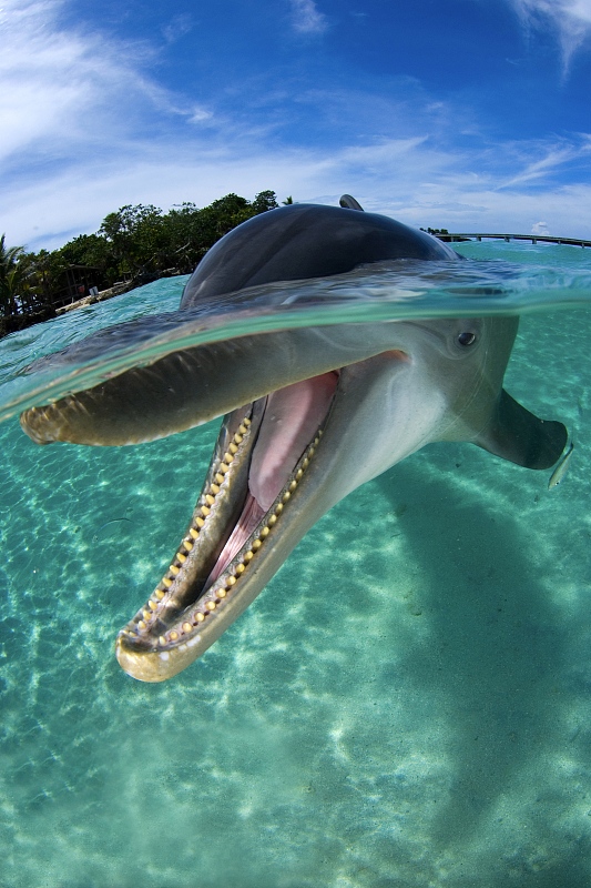 A photographer captured a smiling dolphin in Honduras. /CFP