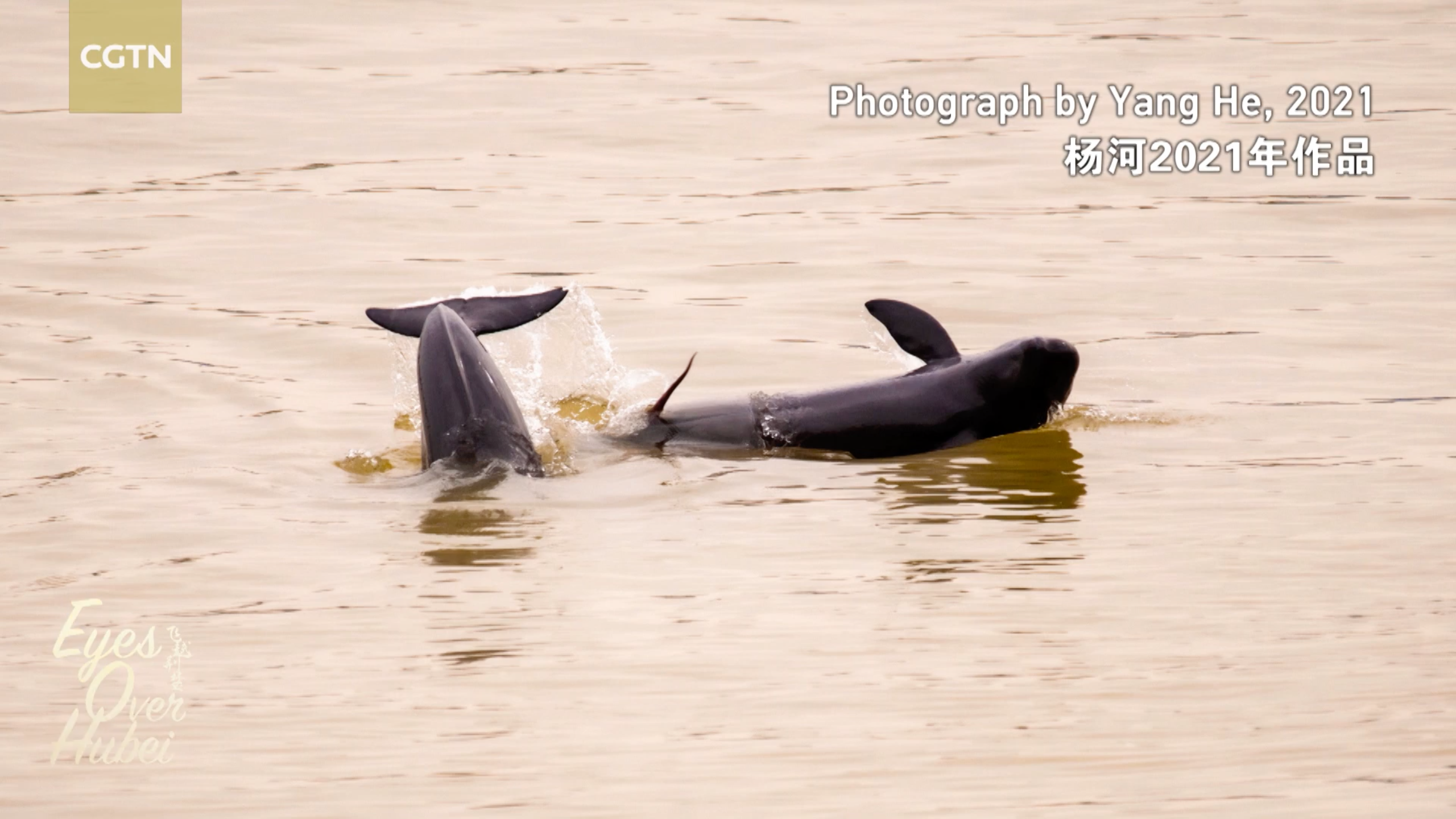 Two Yangtze finless porpoise jumps out of the water, 2021. /Photographed by Yang He