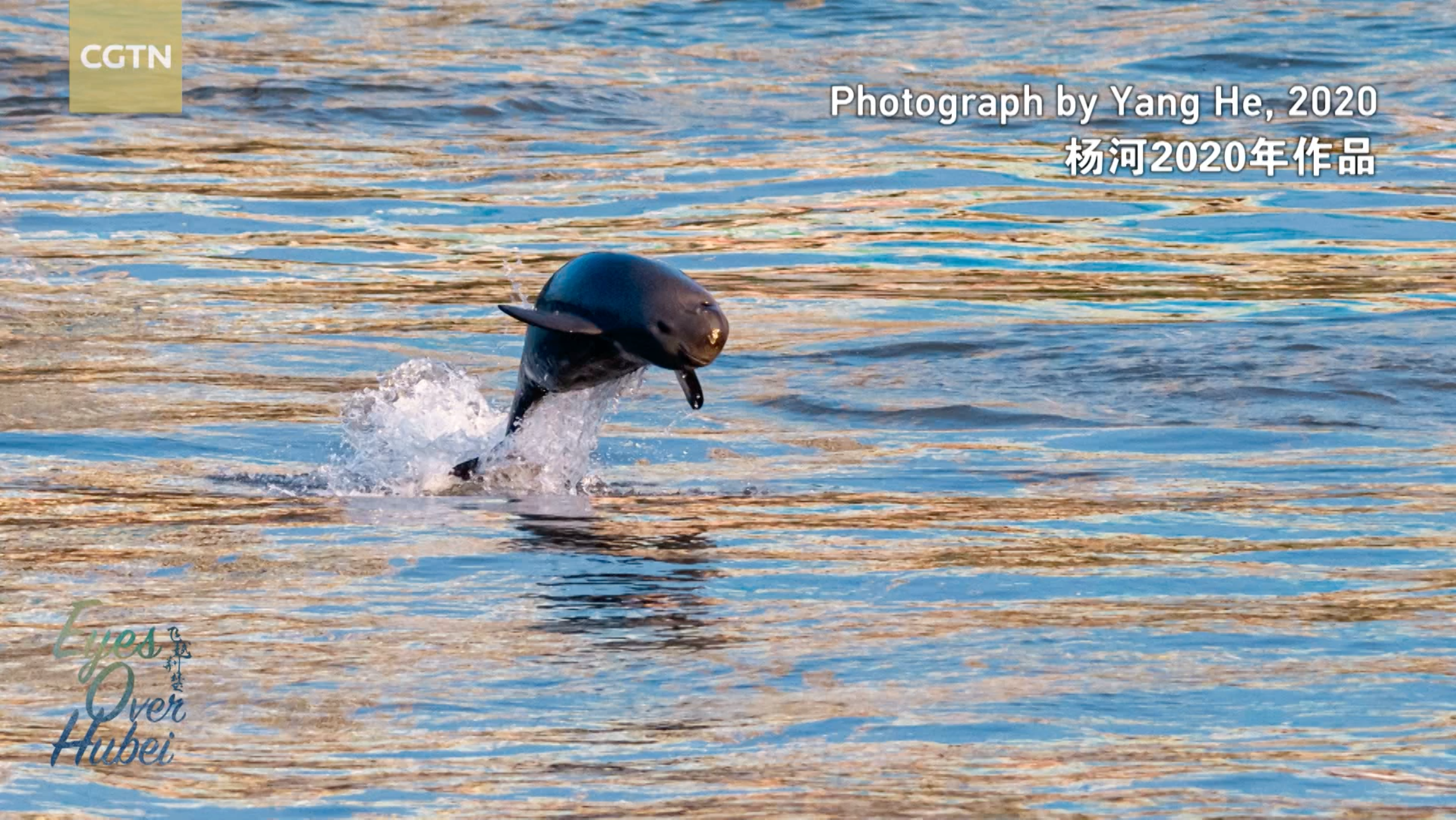 A Yangtze finless porpoise jumps out of the water, 2020. /Photographed by Yang He