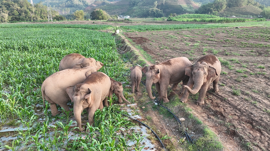 A herd of wild Asian elephants forage in the farm field. /CFP