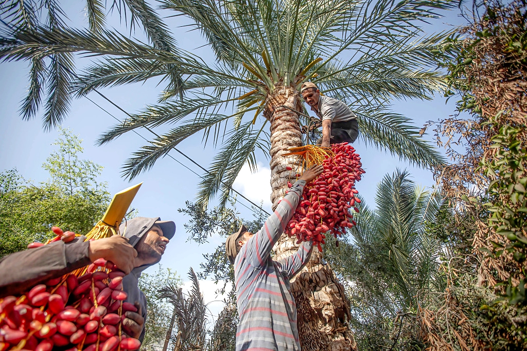 Palestinian farmers harvest dates during the harvest season in Khan Yunis, southern Gaza Strip. /CFP