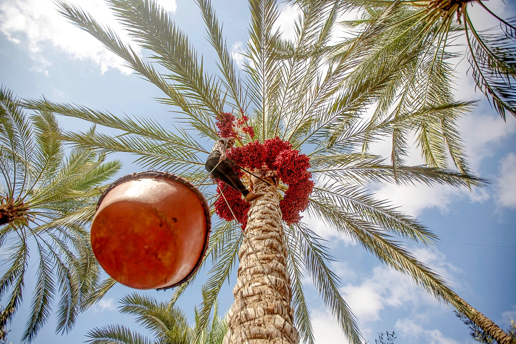 A Palestinian farmer harvests dates on a farm during the harvest season in Khan Yunis, southern Gaza Strip. /CFP