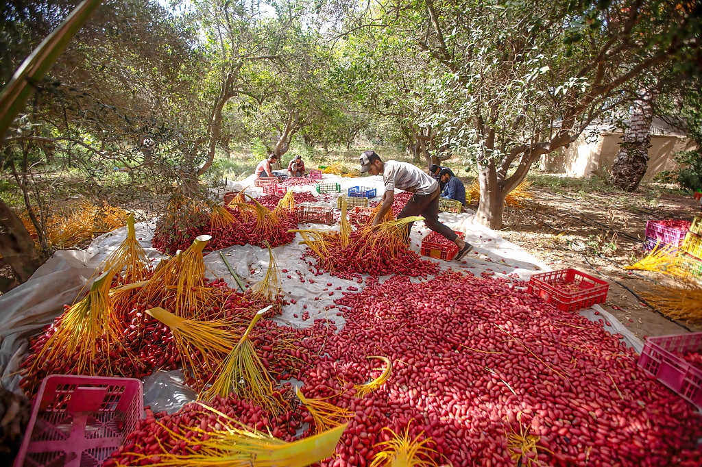 Palestinian farmers harvest dates during the harvest season in Khan Yunis, southern Gaza Strip. /CFP