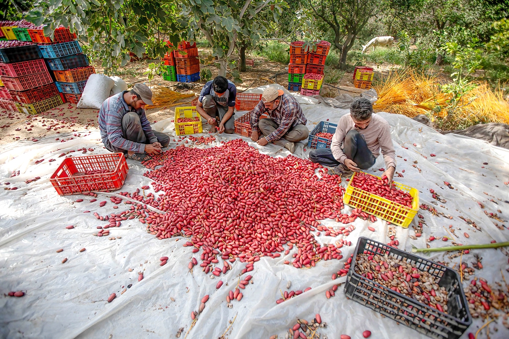 Palestinian farmers harvest dates during the harvest season in Khan Yunis, southern Gaza Strip. /CFP